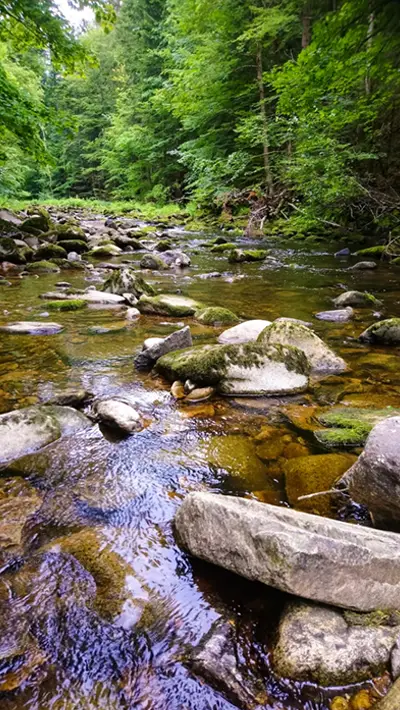 Steiniges Flußbett im Wald